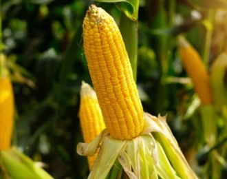 Молочная спелость: как кукуруза удваивает рентабельность МТФ