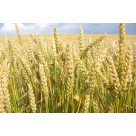 Пшеница сорт Омская 18
