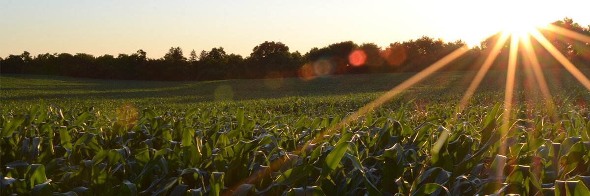 Технология возделывания <br>кукурузы